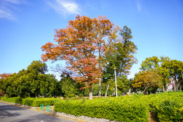 Naklejka premium 紅葉したさまざまな街路樹の木々