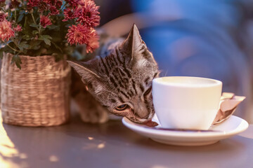 Curious tabby cat leaning toward a coffee cup on a table with warm light and autumn flowers nearby