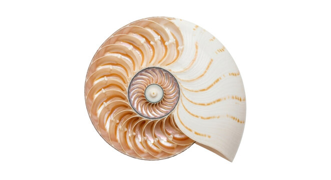 Isolated nautilus shell half exhibiting a logarithmic spiral form, perfect ratio math art