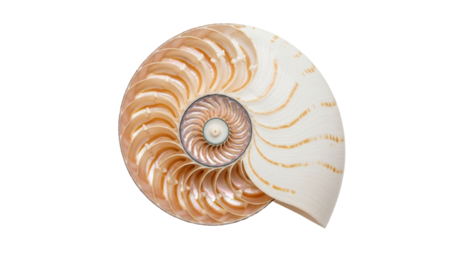 Isolated nautilus shell half exhibiting a logarithmic spiral form, perfect ratio math art