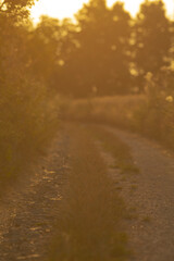 A tranquil path surrounded by lush greenery, bathed in the golden light of sunset, creating a peaceful atmosphere perfect for nature lovers.