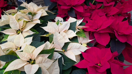 Red and white poinsettia (Euphorbia pulcherrima) mix in wide-angle format as a background image