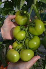 Large cluster of green tomatoes held by hands on the vine inside a greenhouse, highlighting healthy fruit development and fresh cultivation.