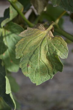 Tomato leaf showing clear mite damage with discoloration and texture changes, indicating early infestation by vasates on the plant surface.