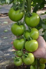 Green tomatoes on the vine held by a hand inside a greenhouse, showing fresh growth and healthy fruit development.