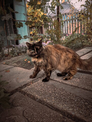 Fluffy Tortoiseshell Cat Standing on Rustic Wooden Porch