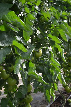 Tomato plants growing in a neat greenhouse row with clusters of green tomatoes in various stages of development.