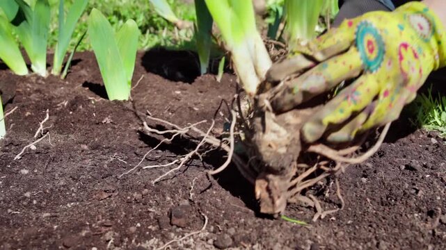 hands clearing plant roots, focused hand work to untangle and divide densely packed perennial plants
