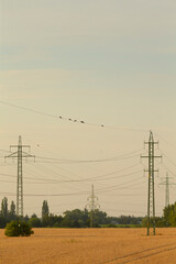 A tranquil summer evening scene featuring power lines and birds perched above, set against a golden field and gentle horizon. Perfect for nature and energy-themed projects.