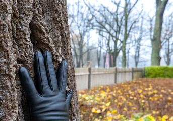 Closeup of bark texture of old tree, blurred autumn leaves in park, selective focus om hand with glove