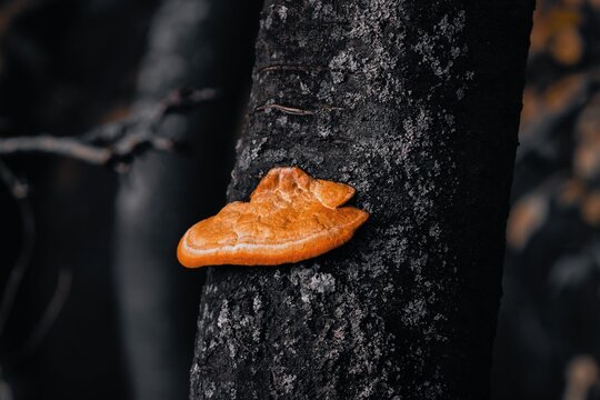 Close-up of orange mushroom growing on tree bark in autumn forest — macro nature photography showing detail of fungus and texture of wood.