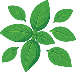 Green basil leaves arranged in a circular pattern herb