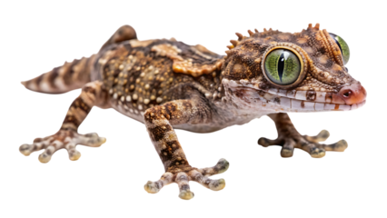 A detailed closeup of a gargoyle gecko with striking green eyes, showcasing its textured skin and unique facial features, isolated on a clean transparent background