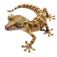 Obraz premium A close-up shot of a broad-tailed gecko with large eyes on a white background.