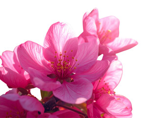 Blooming Pink Flowers in Nature Scene PNG