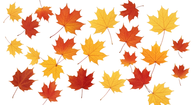 Autumn maple leaves pattern isolated on transparent background