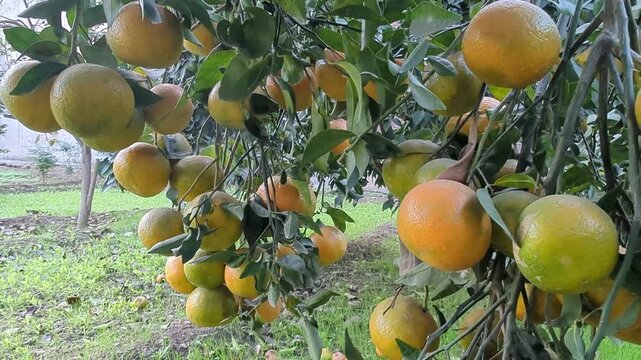 box of fresh orange fruits on wooden table on garden backgroun, with plant, fresh ripe citrus fruits as background, top view in hand