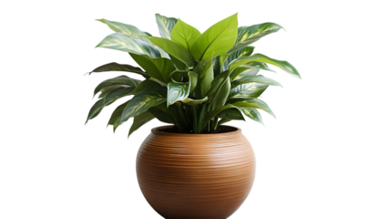 Beautiful aglaonema plant in pot, also known as chinese evergreen, houseplant