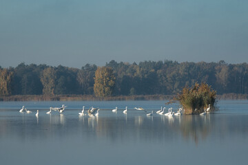 Czaple białe stado żerujące na stawie hodowlanym © KoLesfot