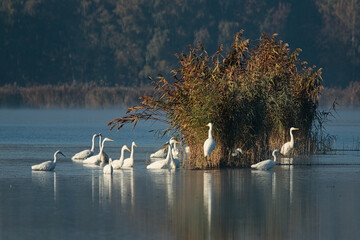 Czaple białe stado żerujące na stawie hodowlanym