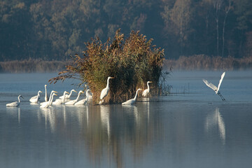 Czaple białe stado żerujące na stawie hodowlanym © KoLesfot