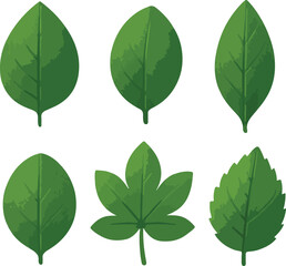 Six green leaves different shapes and veins leaf nature