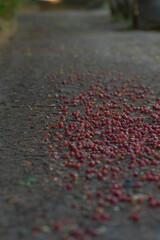 A vibrant scene of scattered red berries on a gravel pathway, creating a striking contrast with the earthy tones surrounding them.