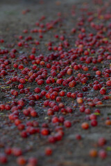 A close-up view of vibrant red berries scattered on the ground, showcasing nature's bounty and the beauty of autumn harvest.