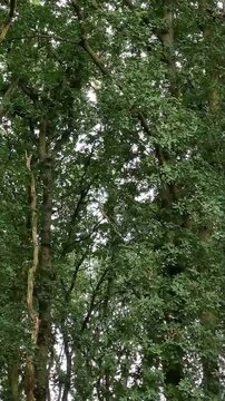 Vertical handheld view up oak canopy with bark and vine detail
