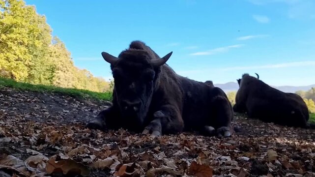 Two American bison resting on a leaf strewn autumn hillside
