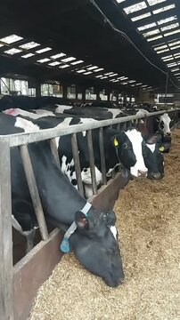 Holstein cows feed in a long indoor dairy barn with collars
