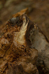 A close-up view of weathered tree bark, showcasing intricate textures and natural patterns found in nature.