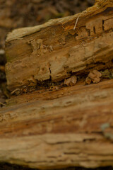 A detailed close-up shot of a weathered wood log, showcasing its textures and colors. Perfect for nature-themed projects and wood texture references.