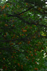 A vibrant tree adorned with clusters of orange fruits against a lush green backdrop, showcasing nature's beauty and abundance.