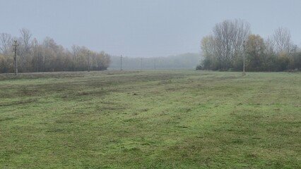 A misty, overcast landscape featuring a green, grassy field leading toward a line of bare, deciduous trees and utility poles.