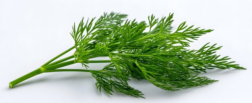 Fresh dill sprigs display vibrant green feathery leaves against a white background.