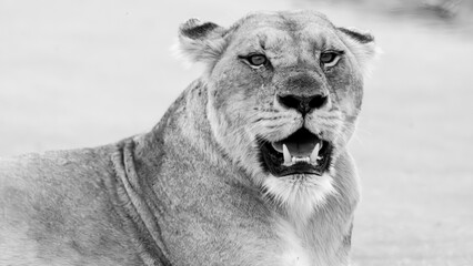 Raw Majesty – Die Löwin im Moment der Wachsamkeit