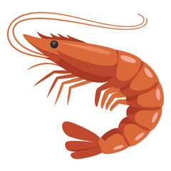shrimp on white background