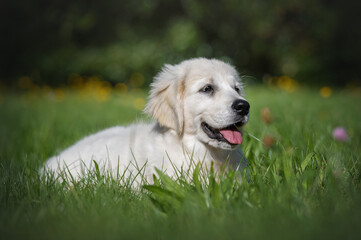 Adorable Golden Retriever Puppy Dog with a Happy Smile Lying Down on Green Grass in a Park.