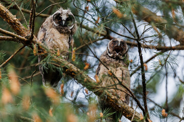 Two Owlets Calling in Pine Tree Branches Within Forest Wildlife