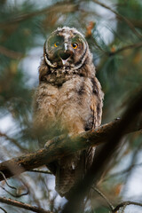 A curious owl sat on a branch among the pine trees in forest.