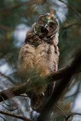 A curious owl sat on a branch among the pine trees in forest.