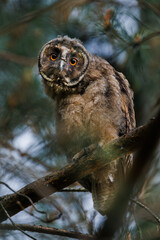 A curious owl sat on a branch among the pine trees in forest.