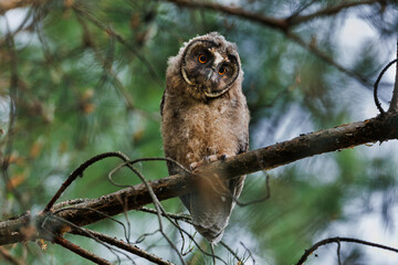 A curious owl sat on a branch among the pine trees in forest.