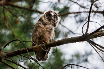 A curious owl sat on a branch among the pine trees in forest.