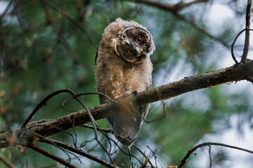 A curious owl sat on a branch among the pine trees in forest.