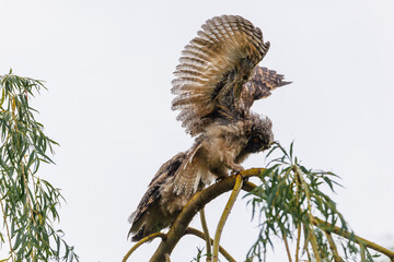 Two Juvenile owls stretch their wings on a branch during flight practice
