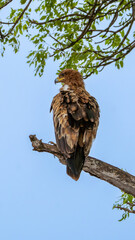 Martial Eagle on Watch