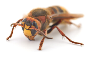 Hornet isolated on white background
