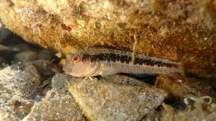 Ringneck blenny (Parablennius pilicornis) undersea, Ligurian Sea, Italy, Imperia